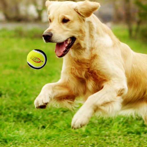 Nerf Stomper Ball Launcher Dog Toy The Entertainer Pakistan